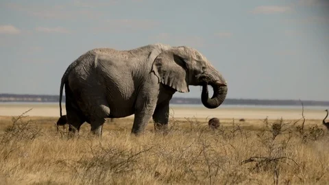 WHITE ELEPHANT ETOSHA Stock Footage 104870906