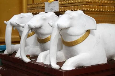 White elephants Stock Photos