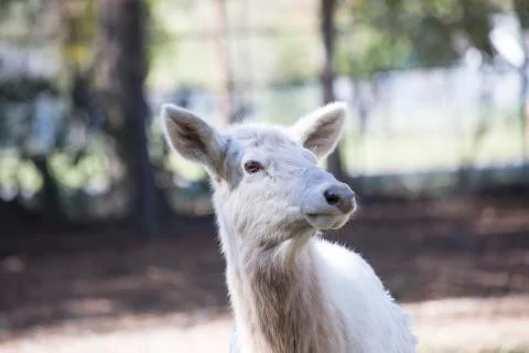 White Elk Stock Photos