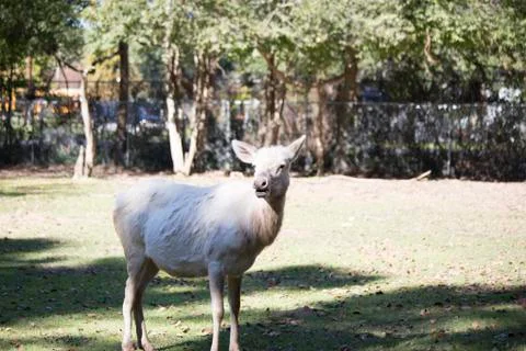 White Elk Stock Photos
