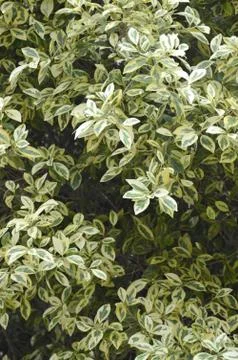 White Elm's variated leaves Stockfoto's