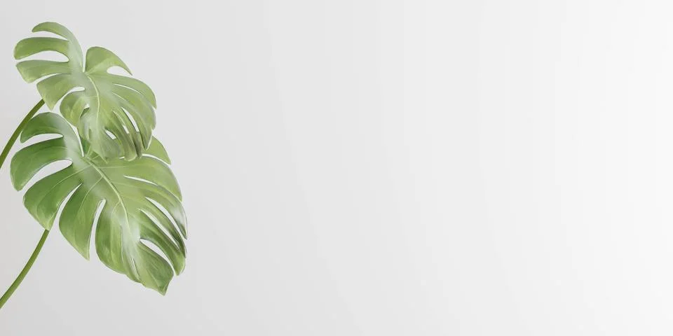 White empty blank background with plants 3d render illustration Stock Illustration