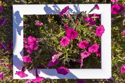 White empty frame on a background of greenery and pink flowers, holiday greet Foto stock
