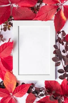 White empty picture frame mock up with red and orange autumn leaves Stock Photos