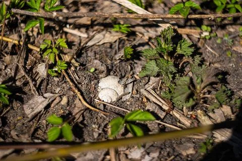 A white empty snail shell is buried in the ground among the shoots of greenery Stock Photos