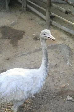 White emu Stock Photos