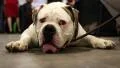 White english bulldog lying on the floor HD Footage