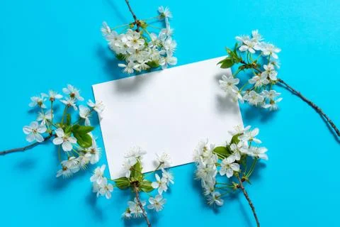 White envelope on a blue background in the frame of blooming cherry twigs. Stock Photos