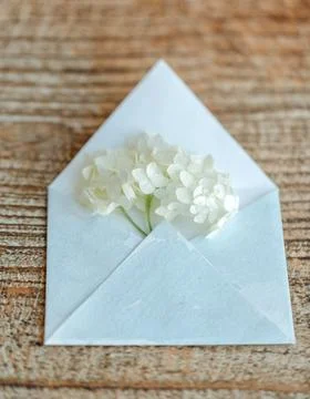 White Envelope With Flower Inside Stock Photos