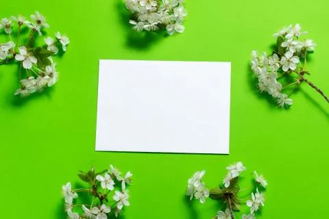 White envelope on a green background in a frame from blooming cherry twigs. Stock Photos