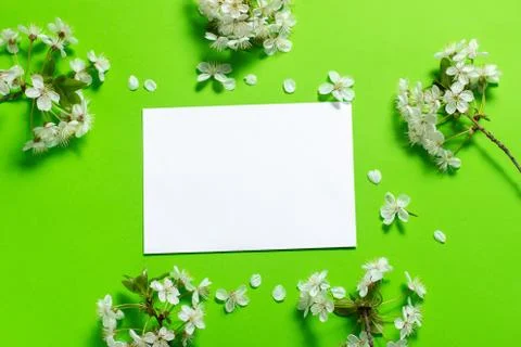 White envelope on a green background in the frame of cherry flowers. Stock Photos