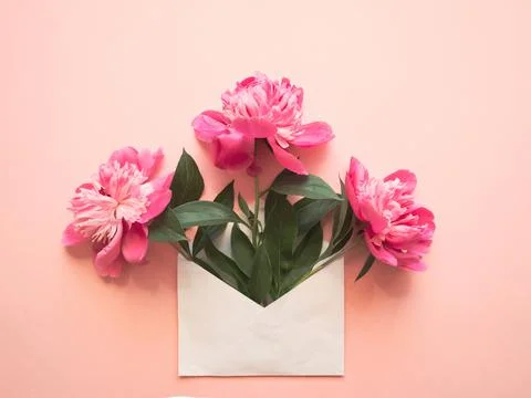 White envelope with pink peonies inside on a pink background. Template for ne Stock Photos