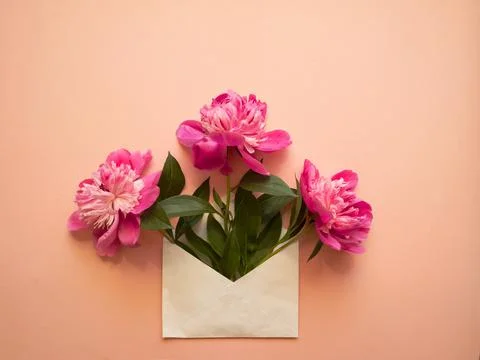 White envelope with pink peonies inside on a pink background. Template for ne Stock Photos