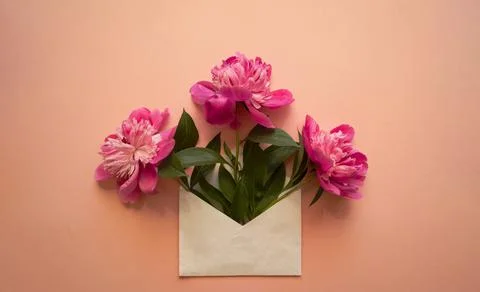White envelope with pink peonies inside on a pink background. Stock Photos