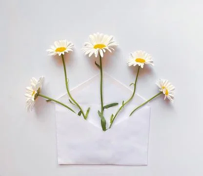 White envelope with white daisies inside on a white background. Template for Stock Photos