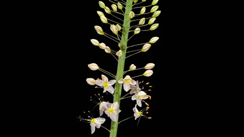 White Eremurus bloom buds ALPHA matte, FULL HD (Eremurus olgae) Stock Footage 122243241
