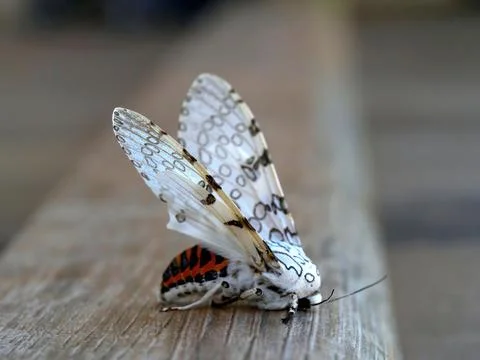 White ermine moth - Leopard moth (Spilosoma lubricipeda). Stock Photos