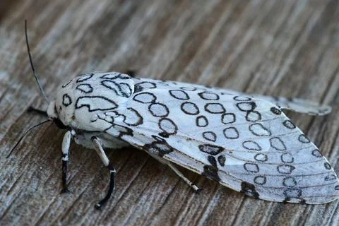 White ermine moth - Leopard moth (Spilosoma lubricipeda). Stock Photos