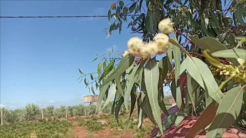 White Eucalyptus Blossoms in Bright Sunlight. Stock Footage 333794966