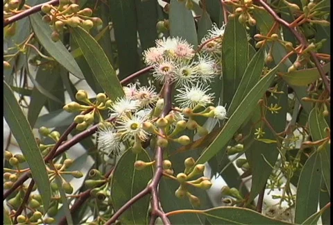 White eucalyptus flower Stock Footage 467618