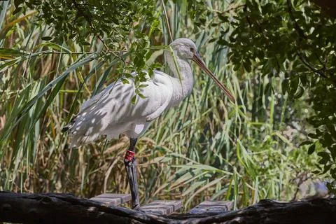 White Eurasian spoonbill standing beside water in wildlife habitat Stock-Fotos