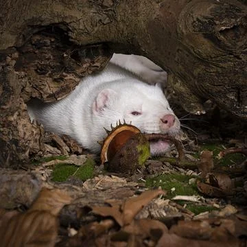 White European mink or nerts from a fur farm in an autumn forest landscape Stock Photos