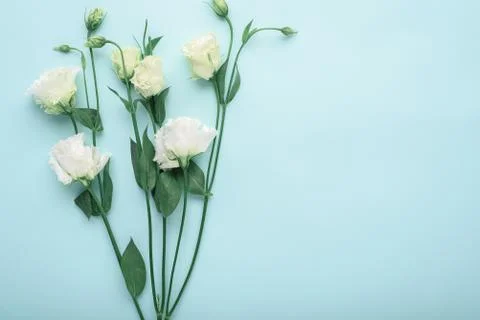 White eustoma on blue background with copy space, flower background, flat lay Stock Photos