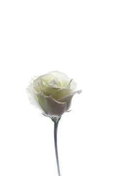 White eustoma with a dark shade, highlighted on an isolated white background Stock Photos