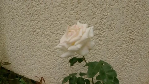 White eustoma flower Video stock 242781215