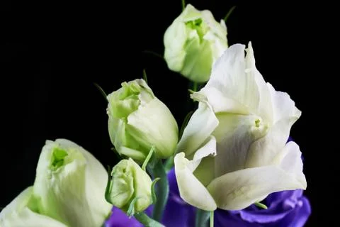 White eustoma flowers close up macro shot. Stock Photos