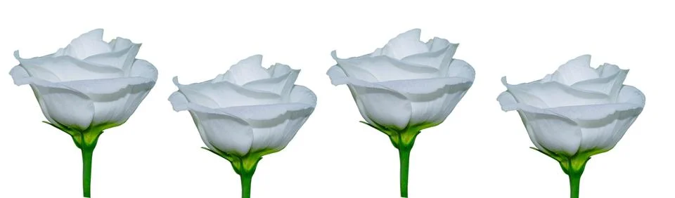 White Eustoma flowers isolated on a clean white background Stock Photos
