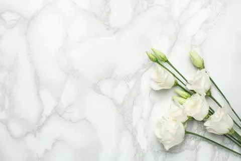 White eustoma flowers on marble background with copyspace. Minimalistic Stock Photos