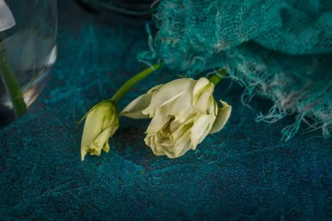 White eustoma flowers Stock Photos