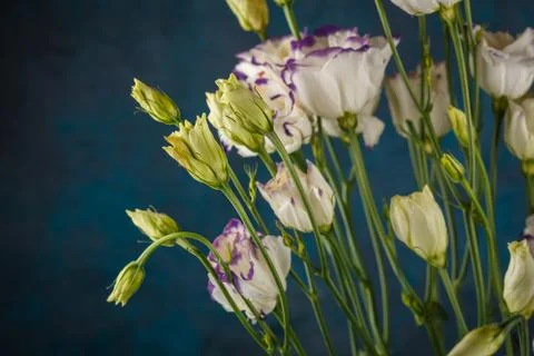 White eustoma flowers Stock Photos