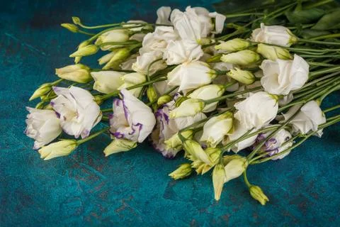 White eustoma flowers Stock Photos