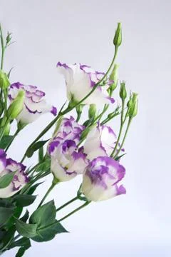 White Eustoma flowers. Stock Photos