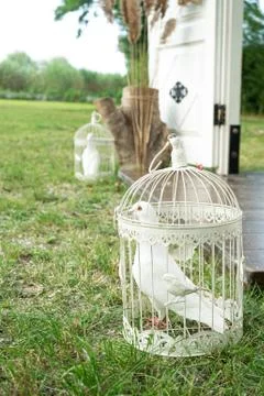 White event bird Stock Photos