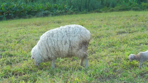 A white ewe and its small newborn lamb graze together in a lush green meado.. Video stock 335359242