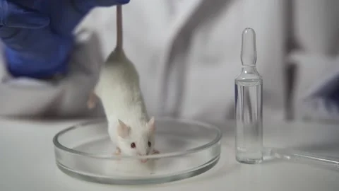 White experimental mouse in a petri dish. The scientist holds her by the tail Video stock 159522459
