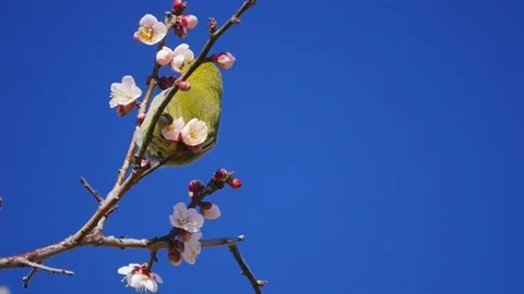 White-eye bird sucking the nectar juice from the plum tree Ume flowers in spring Stock Footage 154341667