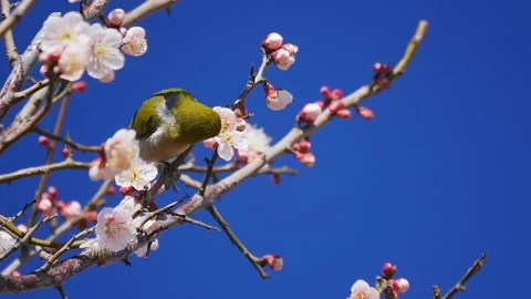 White-eye bird sucking the nectar juice from the plum tree Ume flowers in spring Stock Footage 154341829