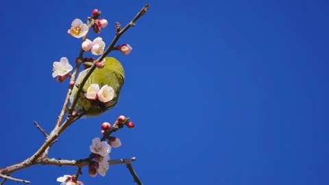 White-eye bird sucking the nectar juice from the plum tree Ume flowers in spring Stock Footage 154341841