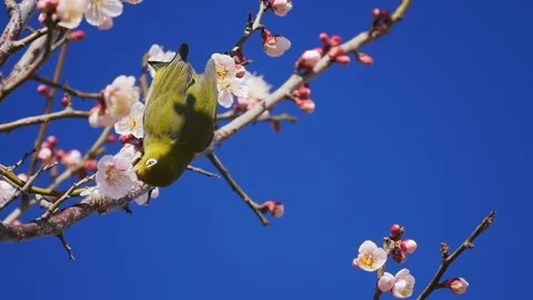 White-eye bird sucking the nectar juice from the plum tree Ume flowers in spring Stock Footage 154341911
