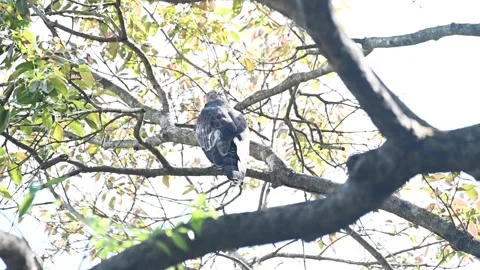 White-eyed buzzard preening in Tadoba national park Stock Footage 333676498