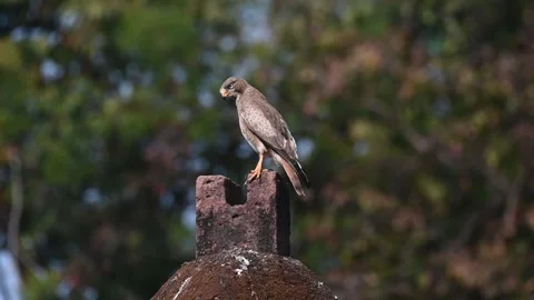 White-eyed buzzard on a stone structure in Tadoba national park Stock Footage 327522098