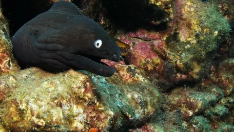 White eyed moray eel and fangtooth moray eel in Tenerife Vídeos de archivo 330272185