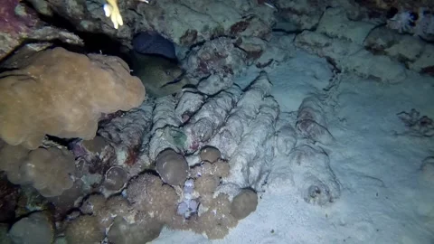 White eyed moray eel at the bottom of the Red sea in Egypt Stock Footage 231409135