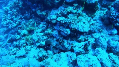 White eyed moray eel at the bottom of the Red sea in Egypt Video stock 235928426