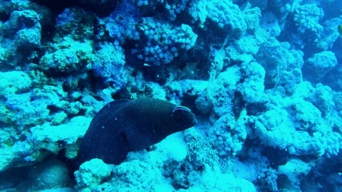 White eyed moray eel at the bottom of the Red sea in Egypt Video stock 236024686