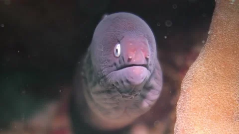 White Eyed Moray Eel  Close Up with bokeh Stock Footage 158472355